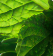 Organic Peppermint Herbal Tea (100 Sachets)